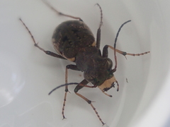 Neocicindela garnerae