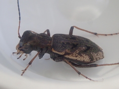Neocicindela garnerae