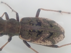 Neocicindela garnerae