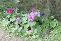 Pericallis × hybrida