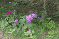 Pericallis × hybrida