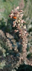 Rumex