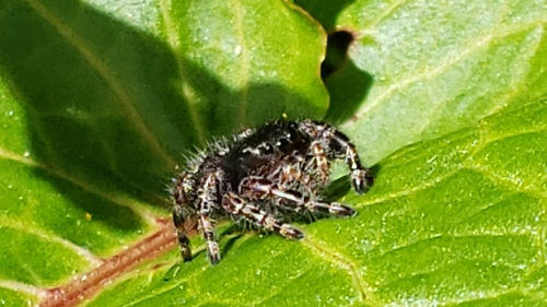 Bold Jumping Spider photographed in Washington