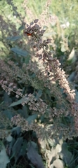 Rumex