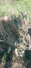 Rumex