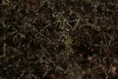 Hippophae rhamnoides