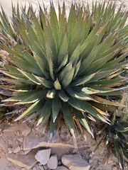 Agave utahensis