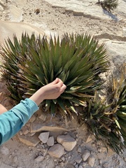 Agave utahensis