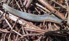 Meghimatium pictum