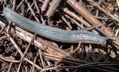 Meghimatium pictum