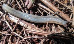 Meghimatium pictum