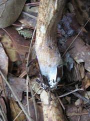 Leccinum roseoscabrum