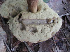 Leccinum roseoscabrum