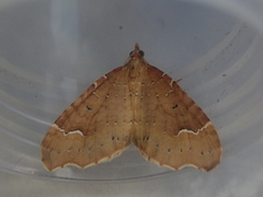Asaphodes camelias