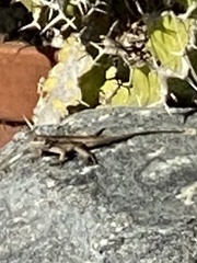 Sceloporus occidentalis
