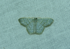 Chloropteryx diluta