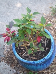 Euphorbia pulcherrima