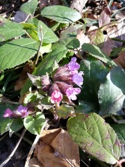 Pulmonaria officinalis