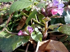 Pulmonaria officinalis