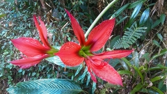 Hippeastrum aulicum