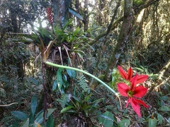 Hippeastrum aulicum