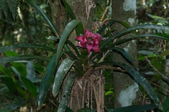 Canistrum cyathiforme