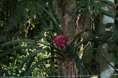 Canistrum cyathiforme