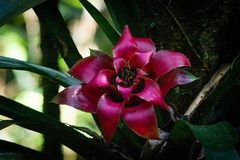 Canistrum cyathiforme