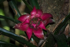 Canistrum cyathiforme