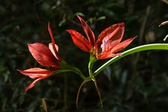 Hippeastrum aulicum