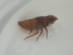 Myerslopiidae