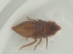 Myerslopiidae