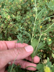 Silene gallica gallica