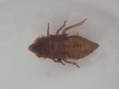 Myerslopiidae