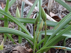 Tulipa sylvestris