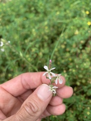 Silene gallica gallica