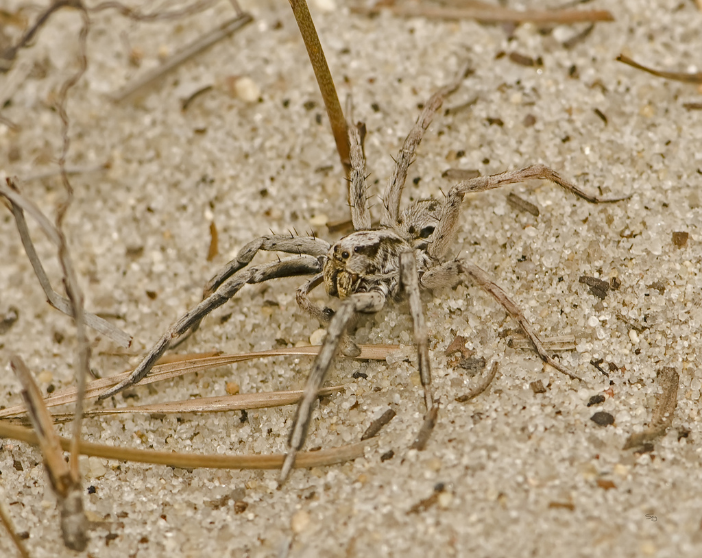 Geolycosa pikei