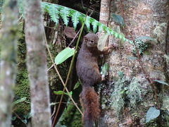 Sciurus granatensis