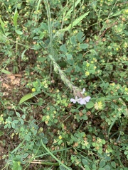 Silene gallica gallica