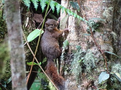 Sciurus granatensis