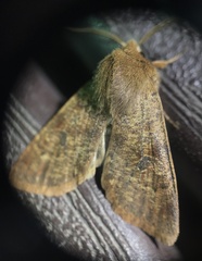 Orthosia rubescens