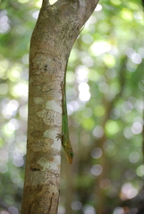 Anolis luciae
