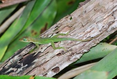 Anolis luciae