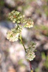 Polygonum dentoceras