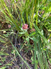 Trifolium bifidum decipiens