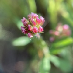 Trifolium bifidum decipiens