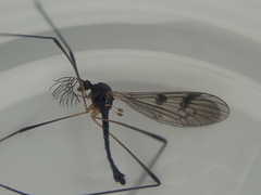 Gynoplistia nigrobimbo