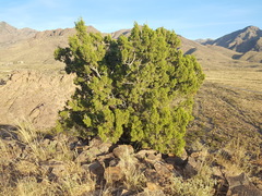 Juniperus arizonica