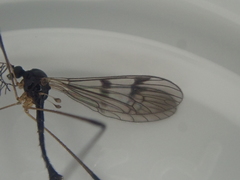 Gynoplistia nigrobimbo