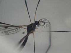 Gynoplistia nigrobimbo